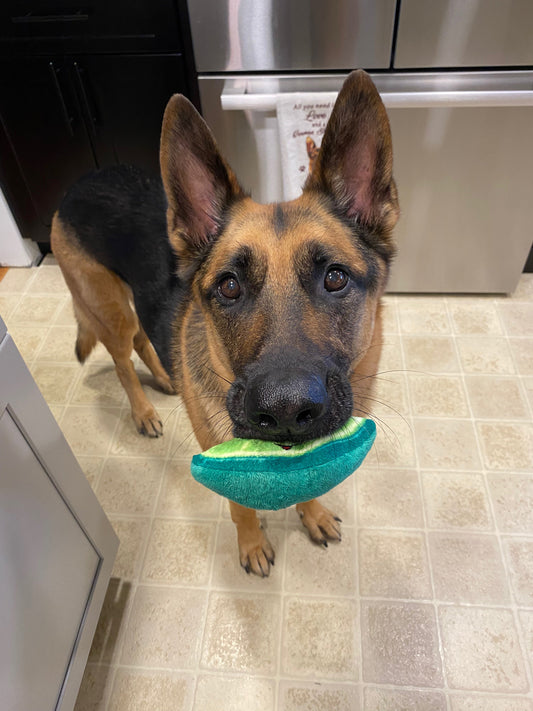 5 Things Every New GSD Owner Should Know