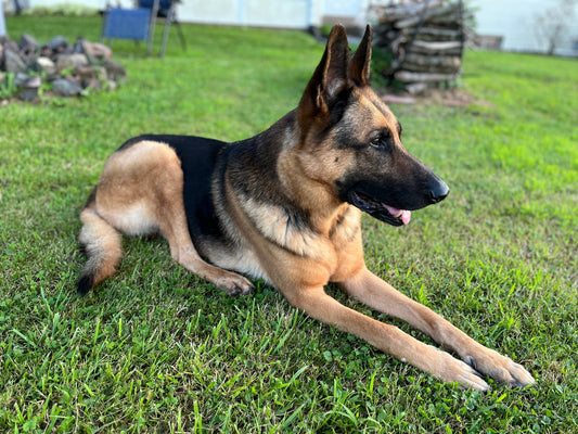 History of the German Shepherd Dog