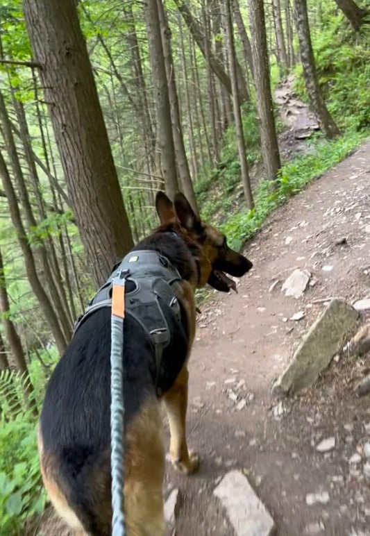 How Much Exercise Does a German Shepherd Need? (A Complete Guide by Age)