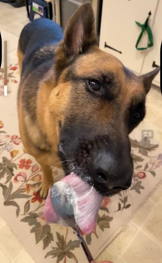 German Shepherd Nutrition Guide: What to Feed by Age
