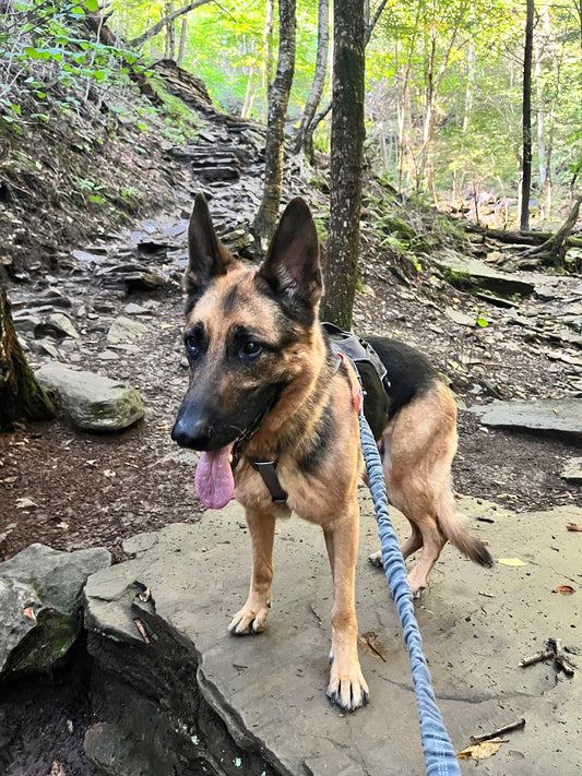 German Shepherd standing outdoors.